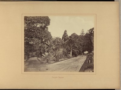 Jardins Botânicos de Charles Percy Pickering