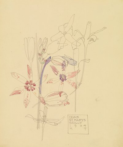 Ixias de Charles Rennie Mackintosh