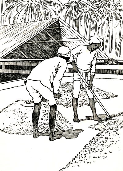 Secando o cacau, 1912 de Charles Robinson