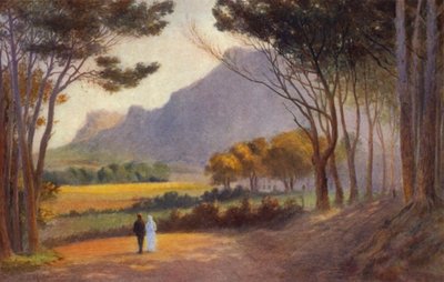 Península do Cabo, África do Sul: Alphen (cor litho) de Charles Stephen Meacham