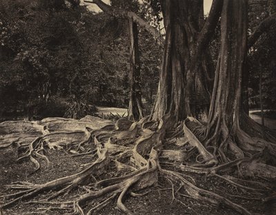 Rubber Tree, Assam, Índia Ficus Elastica, c.1880s. de Charles T. Scowen