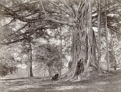 Um cavalheiro sentado debaixo de uma grande árvore nativa no Ceilão britânico, agora chamado Sri Lanka, década de 1880 de Charles T Scowen and Co