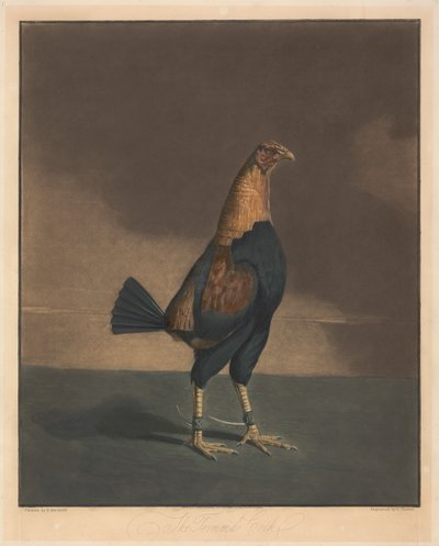 Lutas de galos [um par]:  2. O galo aparado de Charles Turner