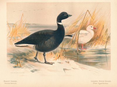 Brent Goose Branta bernicla, Lesser Snow Goose Chen hyperboreus, 1900, 1900 de Charles Whymper