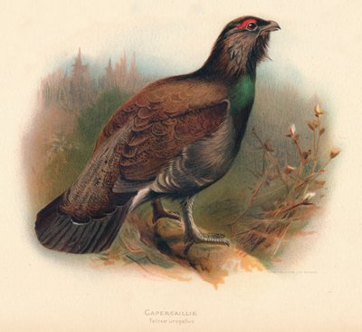 Capercaillie Tetrao urogallus, 1900, 1900 de Charles Whymper