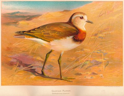 Tarambola Cáspia Ochthodromus asiaticus, 1900, 1900 de Charles Whymper