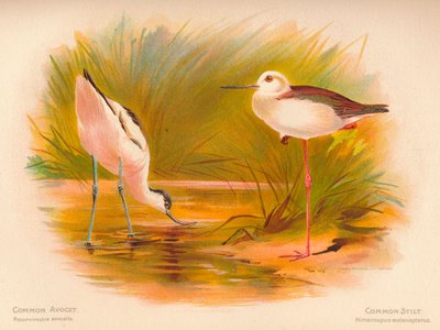 Avocet comum Recurvirostra avocetta, pernas de pau comuns Himantopus melanopterus, 1900, 1900 de Charles Whymper