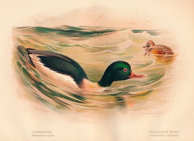 Rodízio de Mergans mergulhão, Pato-arlequim Cosmonetta histrionica, 1900, 1900 de Charles Whymper