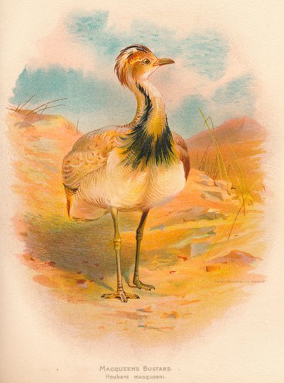 Abetarda de Macqueens Houbara macqueeni, 1900, 1900 de Charles Whymper