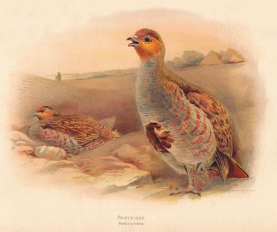 Perdiz Perdix cinerea, 1900, 1900 de Charles Whymper
