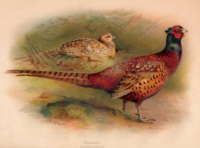 Faisão Phasianus colchicus, 1900, 1900 de Charles Whymper