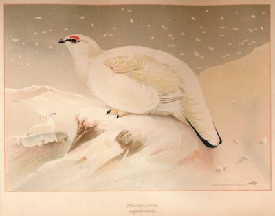 Ptarmigan lagopus sem palavras, 1900, 1900 de Charles Whymper