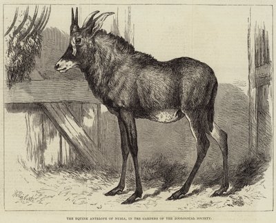O antílope eqüino da Núbia, nos jardins da Sociedade Zoológica de Charles William Carter