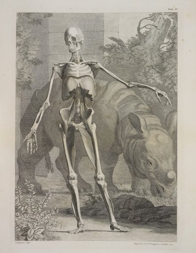 Esqueleto e Rinoceronte, Tabelas do Esqueleto e Músculos do Corpo Humano, de Bernhard Siegfried Albinus de Charles the Elder Grignion