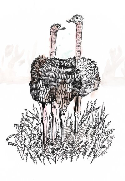 Flamingos, 2018 (caneta e tinta) de Charlotte Orr