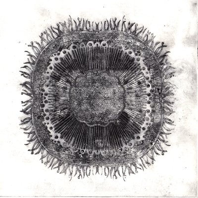 Células vegetais, 2019 (gravura de ponto seco) de Charlotte Orr