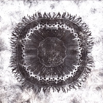 Células vegetais, 2019 (gravura de ponto seco) de Charlotte Orr