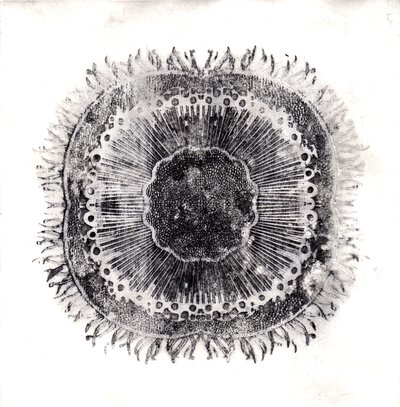 Células vegetais, 2019 (gravura de ponto seco) de Charlotte Orr