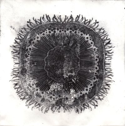 Células vegetais, 2019 (gravura de ponto seco) de Charlotte Orr