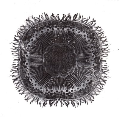 Células vegetais, 2019 (gravura de ponto seco) de Charlotte Orr