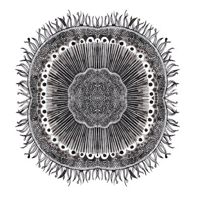 Plant Cells, 2019 (caneta e tinta) de Charlotte Orr