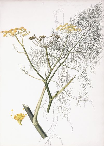 Um estudo botânico, 1822-1845 de Charlotte Strickland