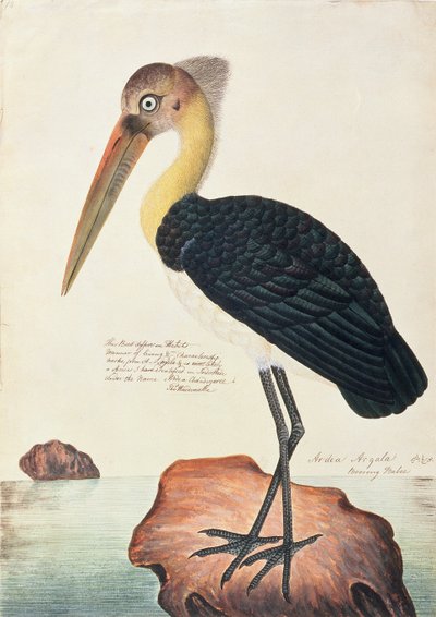 Ardea Argala, de Desenhos de Pássaros de Malaca, c.1805-18 (wc no papel) de Chinese School