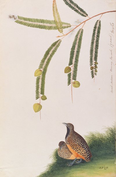 Buttonquail barrado, de desenhos de pássaros de Malaca, c.1805-18 (wc no papel) de Chinese School