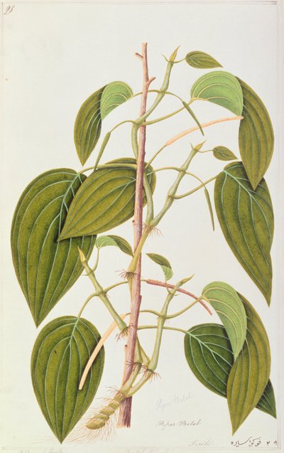 Folha do bétel, de cinquenta e cinco desenhos de plantas medicinais de Malaca, volume 1, c.1805-18 (wc no papel) de Chinese School