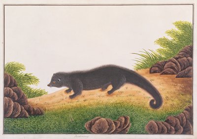 Binturong, de Desenhos de Animais, Insetos e Répteis de Malaca, c.1805-18 (wc e guache sobre papel) de Chinese School