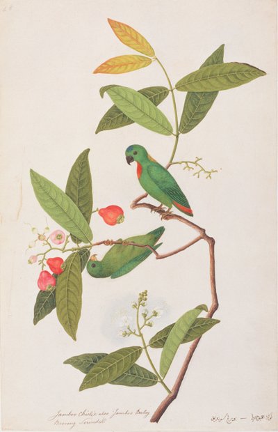 Papagaio-de-coroa-azul, a partir de desenhos de aves de Malaca, c.1805-18 (wc no papel) de Chinese School