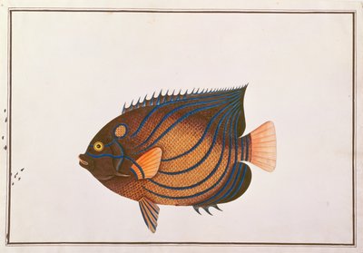 Angelfish Blue-ringed, dos desenhos dos peixes de Malacca, c.1805-18 (wc no papel) de Chinese School