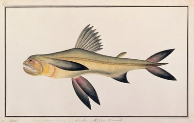 Pato de Bombaim, de Desenhos de Peixes de Malaca, c.1805-18 (wc no papel) de Chinese School
