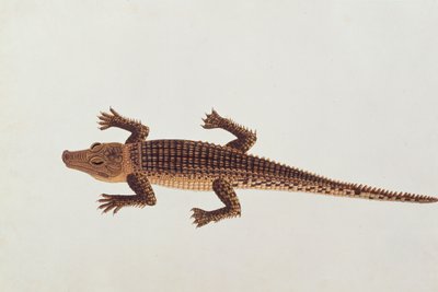 Boo-ay-ah Jacaré, de Desenhos de Animais, Insetos e Répteis de Malaca, c.1805-18 (wc e guache sobre papel) de Chinese School