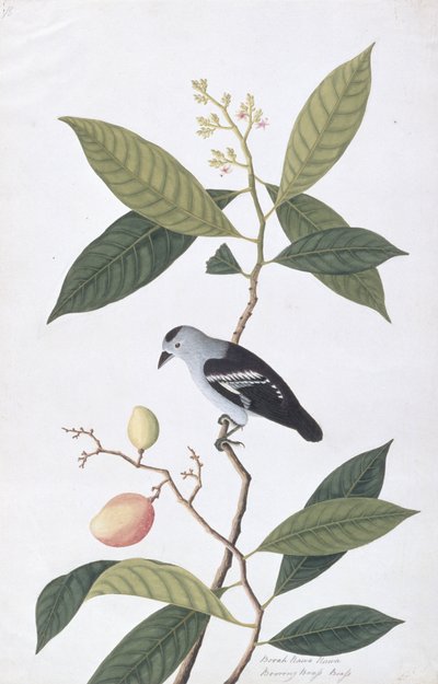 Booah Nawa Hawa, de Desenhos de Pássaros de Malaca, c.1805-18 (wc no papel) de Chinese School