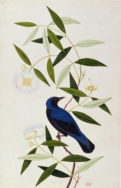 Boorah Farleeh, de Desenhos de Pássaros de Malaca, c.1805-18 (wc no papel) de Chinese School