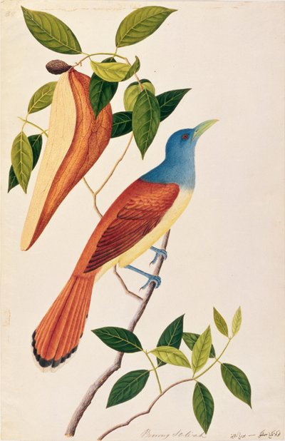Boorong Seli-ah, de Desenhos de Pássaros de Malaca, c.1805-18 (wc no papel) de Chinese School