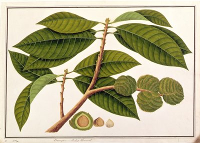 Brangam ou Malay Chestnut, de desenhos de plantas de Malaca, c.1805-18 (wc no papel) de Chinese School