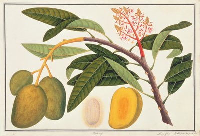 Buihang Mangifera, de Desenhos de Plantas de Malaca, c.1805-18 (wc no papel) de Chinese School