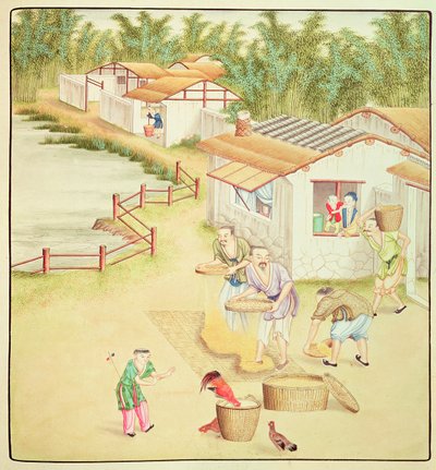Camponeses chineses que peneiram o arroz de Chinese School