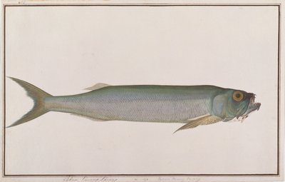 Dorab lobo-arenque, de desenhos de peixes de Malaca, c.1805-18 (wc no papel) de Chinese School