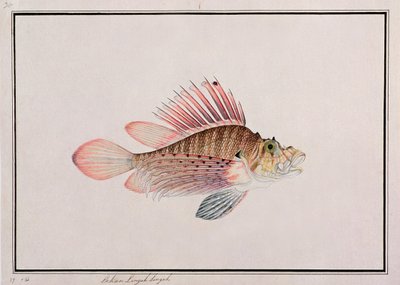 Eekan Linqah Singah, de Desenhos de Peixes de Malaca, c.1805-18 (wc no papel) de Chinese School