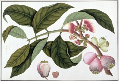 Eugenia ou Jamboo Teloie poote, de Desenhos de Plantas de Malaca, c.1805-18 (wc no papel) de Chinese School