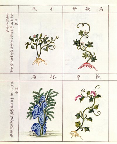 Quatro plantas de uma caneta Tsao, uma coleção de plantas medicinais, do século 18 ao 19 de Chinese School