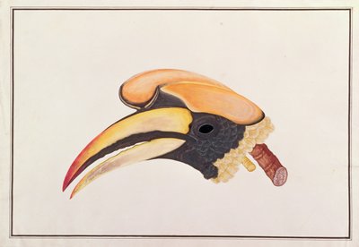 Grande Calau, de Desenhos de Pássaros de Malaca, c.1805-18 (wc no papel) de Chinese School