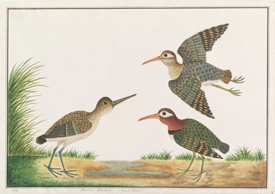 Maior Narceja pintada, de Desenhos de Pássaros de Malaca, c.1805-18 (wc no papel) de Chinese School