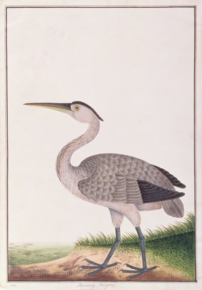 Garça-real cinzenta, dos desenhos dos pássaros de Malacca, c.1805-18 (wc no papel) de Chinese School