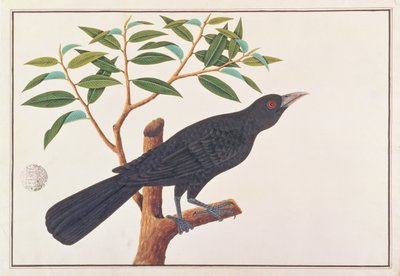Koel, de Desenhos de Pássaros de Malaca, c.1805-18 (wc no papel) de Chinese School