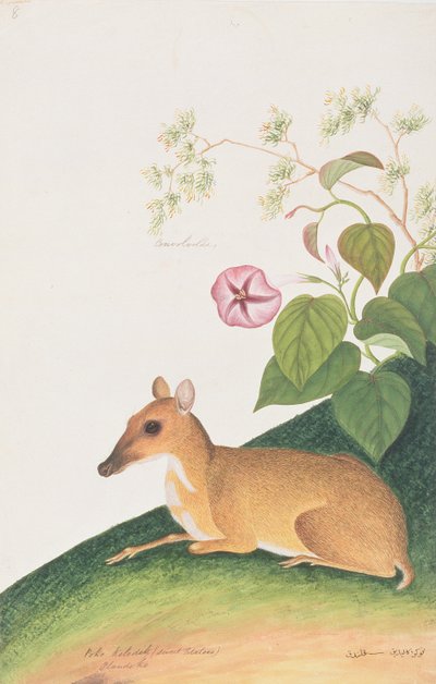 Menor Mousedeer, de Desenhos de Animais, Insetos e Répteis de Malaca, c.1805-18 (wc e guache sobre papel) de Chinese School