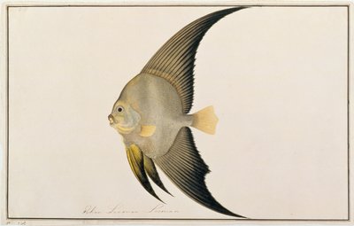 Batfish de nadadeiras longas, de desenhos de peixes de Malaca, c.1805-18 (wc no papel) de Chinese School